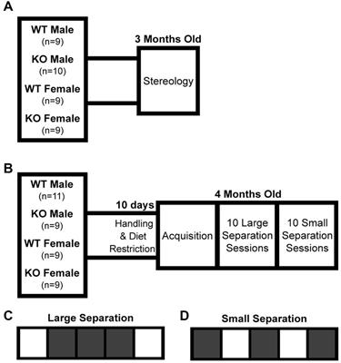Genetic deletion of α7 nAChRs reduces hippocampal granule and pyramidal cell number in both sexes but impairs pattern separation in males only